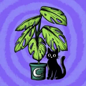 Chat Noir Atelier🌙