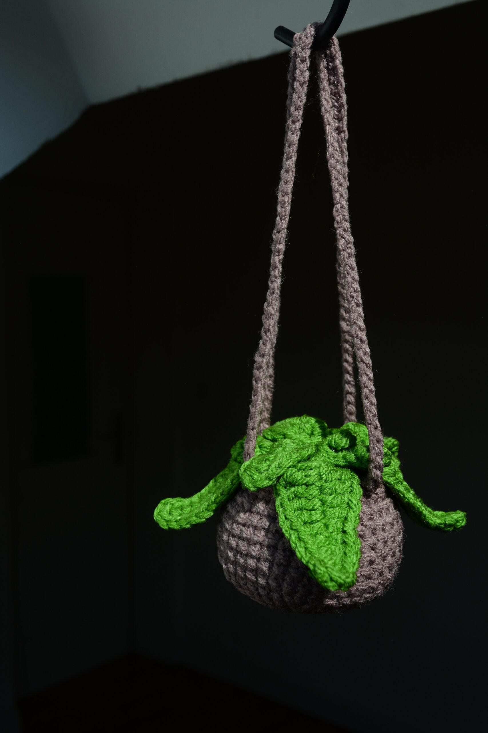 Plante suspendue – Image 2